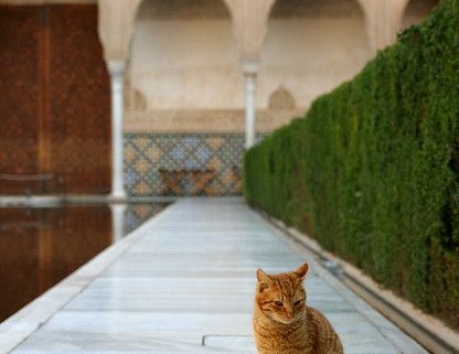 gato en alhambra ben yakobi